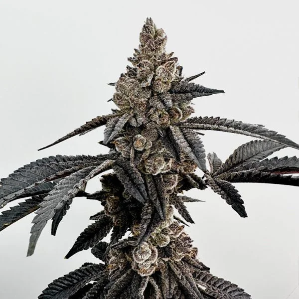 Primetime van Exotic Genetix