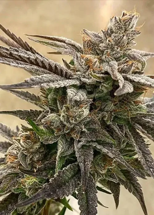 Prizmatic van Exotic Genetix