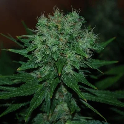 Blue Cheese van Expert Seeds