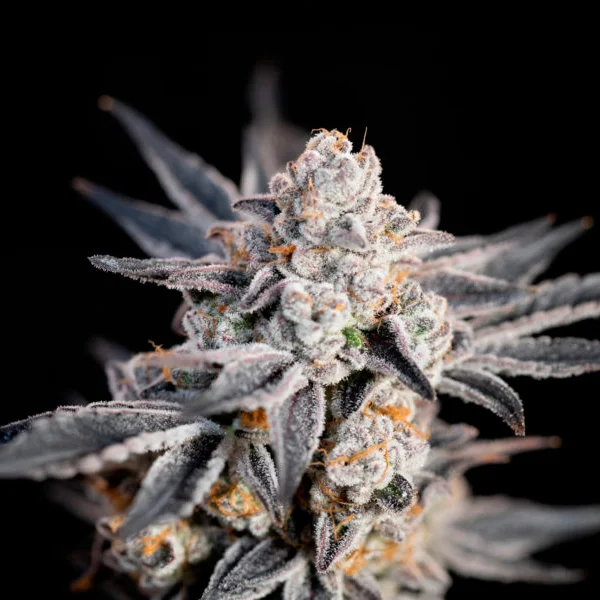 Expert Gorilla van Expert Seeds