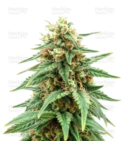 Caramella van Expert Seeds