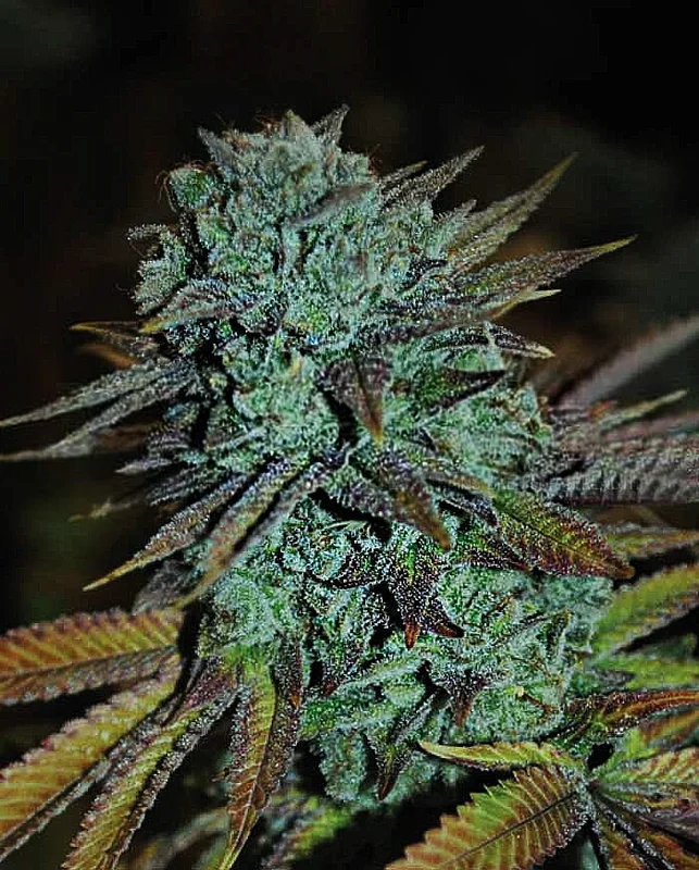 Expert Gorilla van Expert Seeds