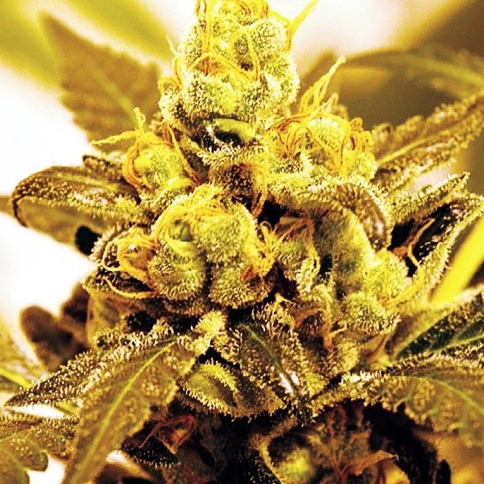 Fruit Salad van Expert Seeds