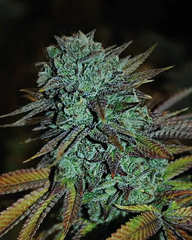Expert Gorilla van Expert Seeds