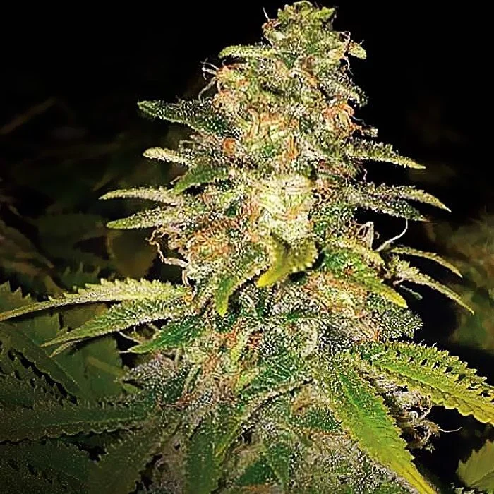Critical Blue van Expert Seeds