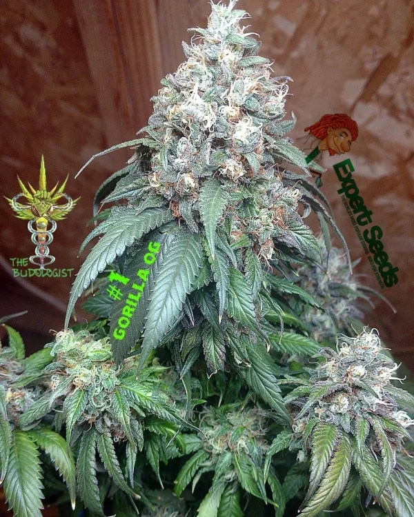 Gorilla SFV OG van Expert Seeds