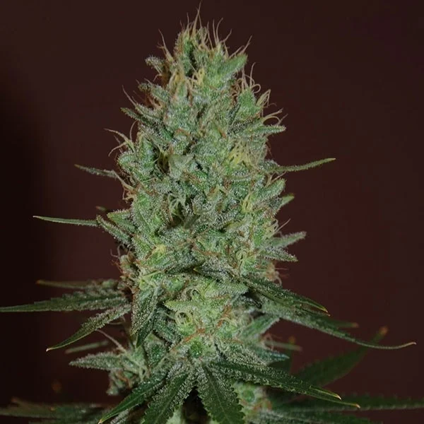 Amnesia Haze van Expert Seeds