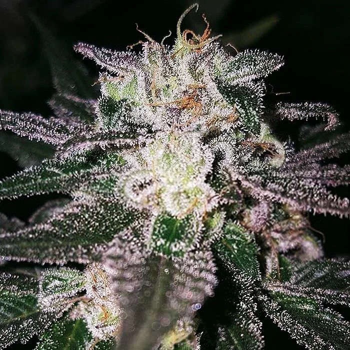 Gorilla Cookies van Expert Seeds