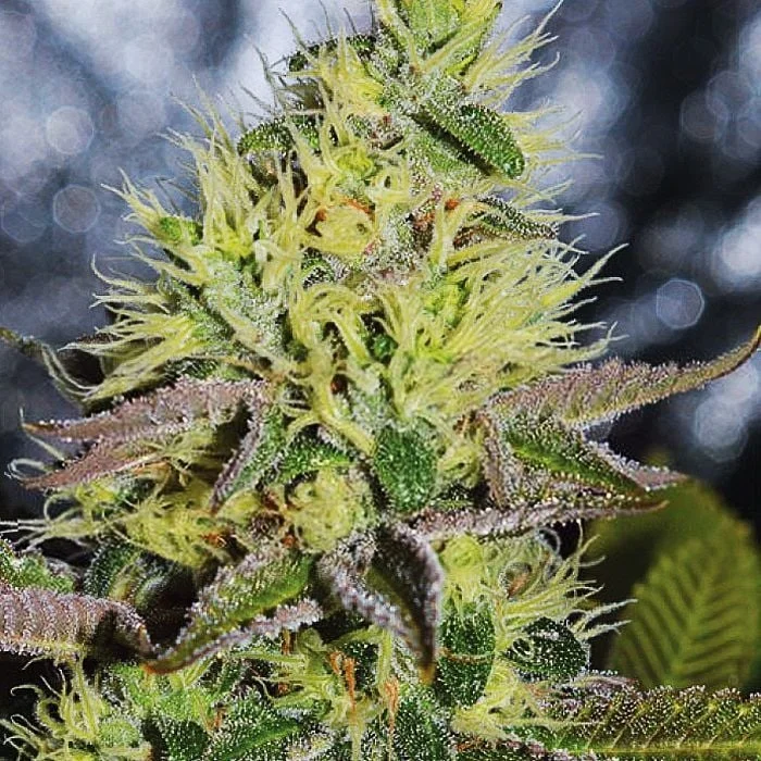 Sweet Zombie van Expert Seeds