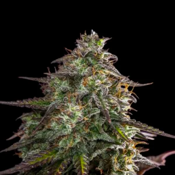 Blue Cheese van Expert Seeds