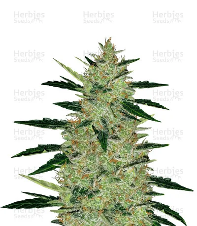 OGesus van Expert Seeds