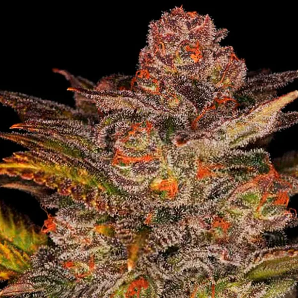 Blueberry Glue van Expert Seeds