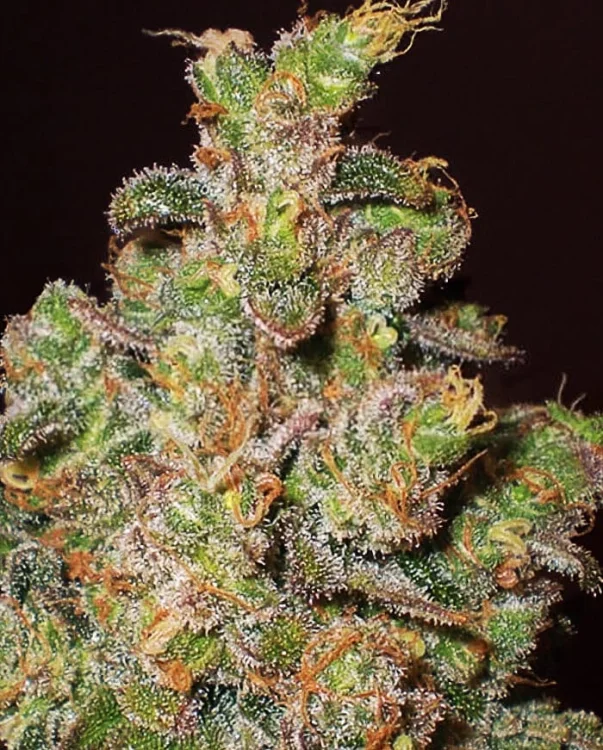 Cheese van Expert Seeds