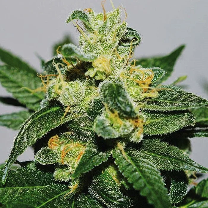White Gold van Expert Seeds