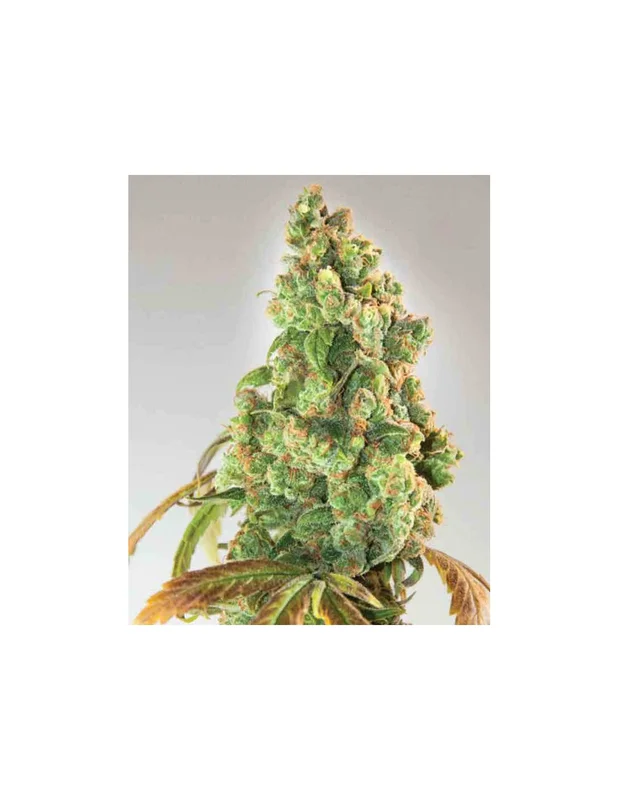 Nurse Lilly CBD van Expert Seeds