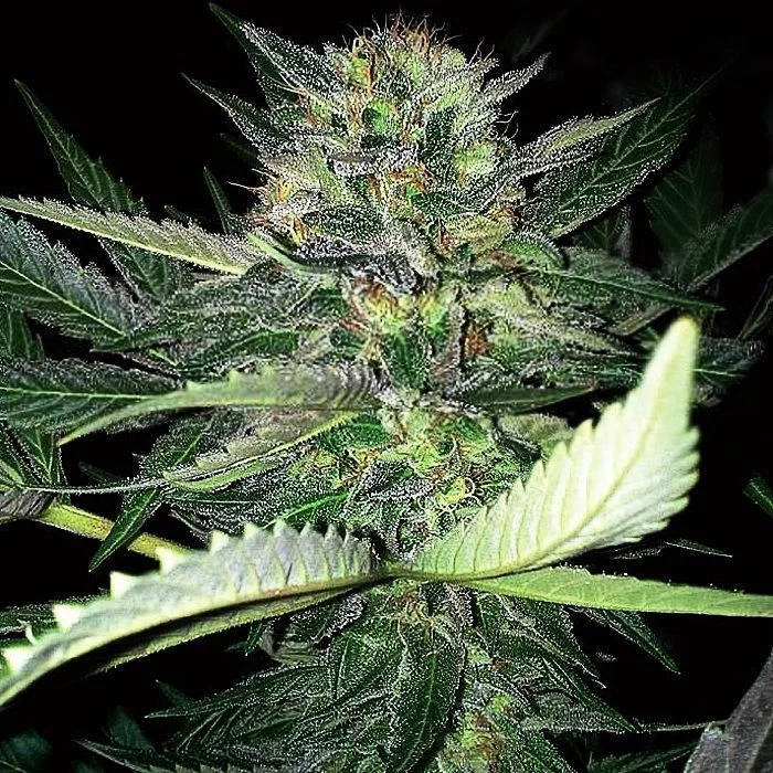 Critical Lights van Expert Seeds