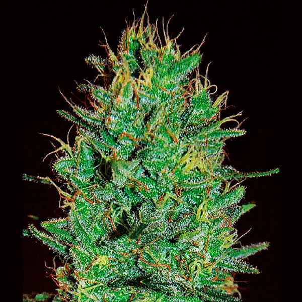 Amnesia Haze van Expert Seeds