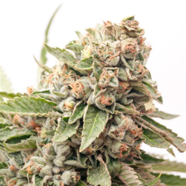 Cheese van Expert Seeds