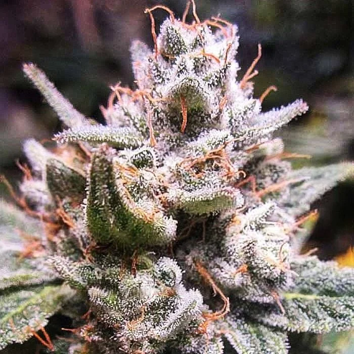 Expert Gorilla van Expert Seeds