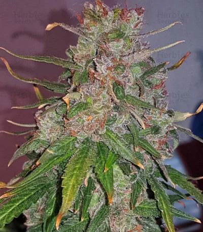 OGesus van Expert Seeds