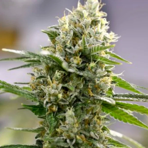 Lemon Haze van Expert Seeds