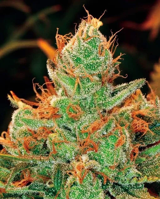 Gorilla × Lilly van Expert Seeds