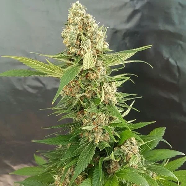 Gorilla Ice Cream van Expert Seeds