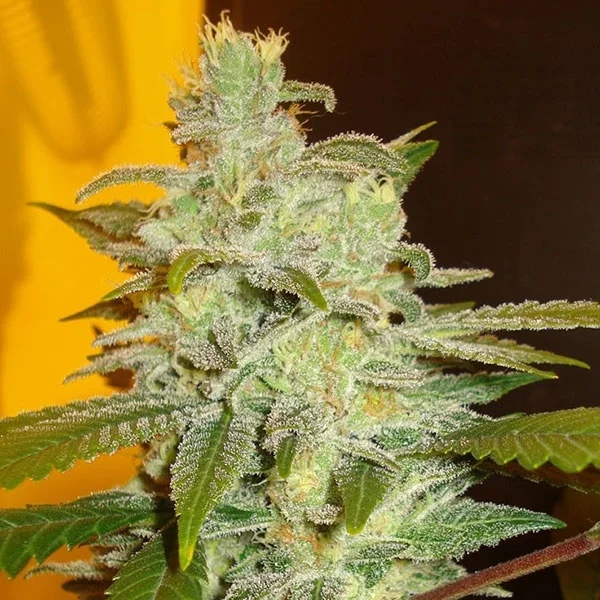 Northern Lights van Expert Seeds
