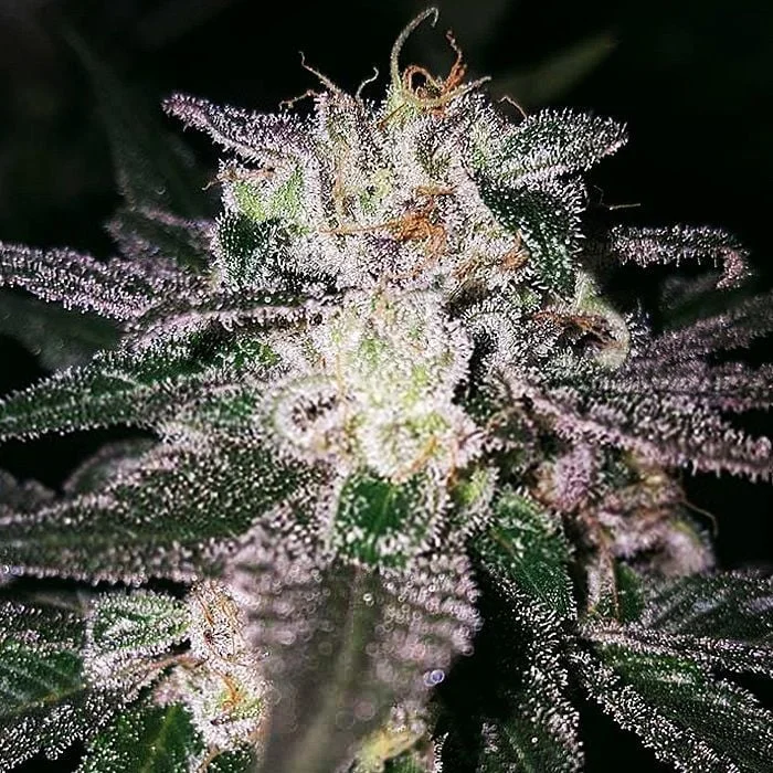Gorilla Cookies van Expert Seeds