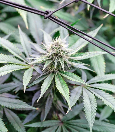 Critical Gorilla van Expert Seeds