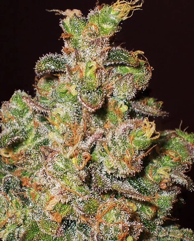 Cheese van Expert Seeds