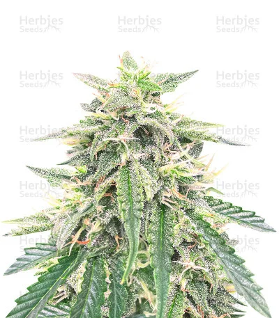 Northern Lights van Expert Seeds