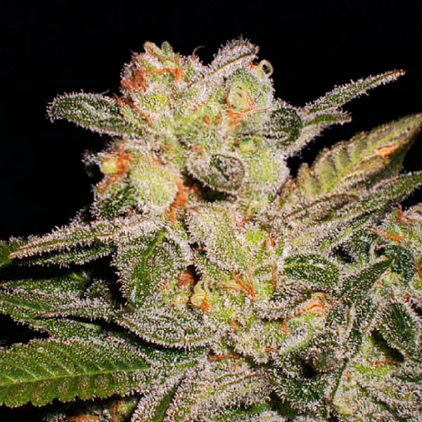Northern Lights van Expert Seeds