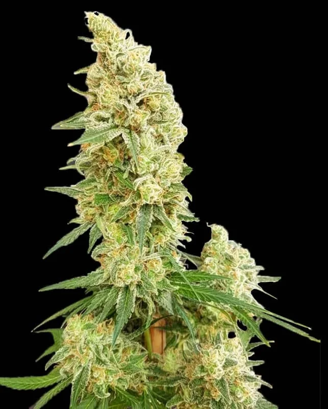 Gorilla Banana van Expert Seeds