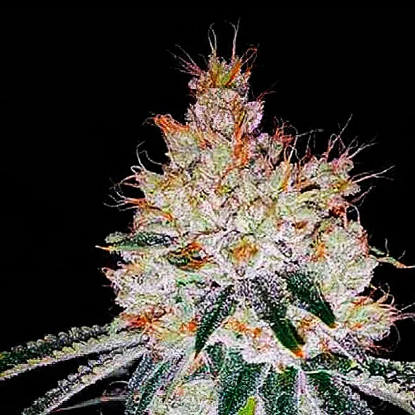 OGesus van Expert Seeds