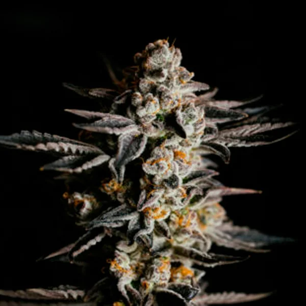 Amnesia Haze van Expert Seeds