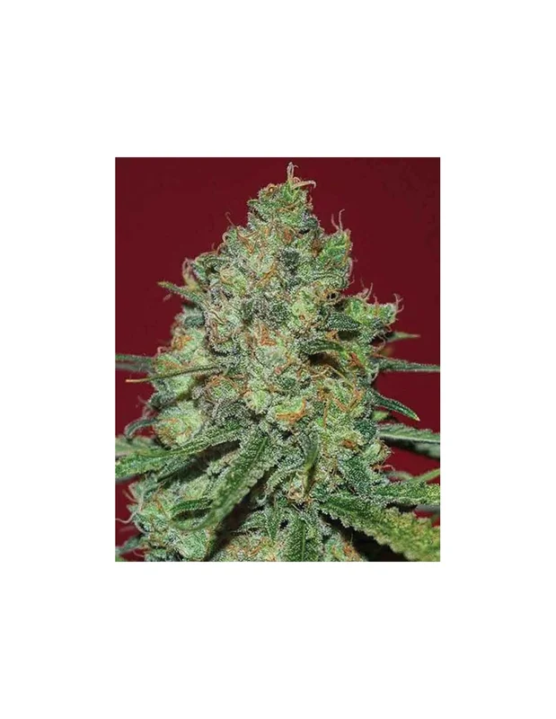 Clinical White CBD van Expert Seeds