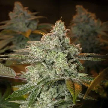 Blueberry Glue van Expert Seeds