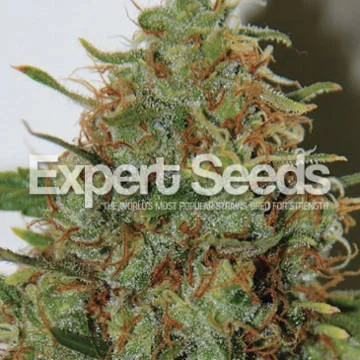Expert Haze van Expert Seeds