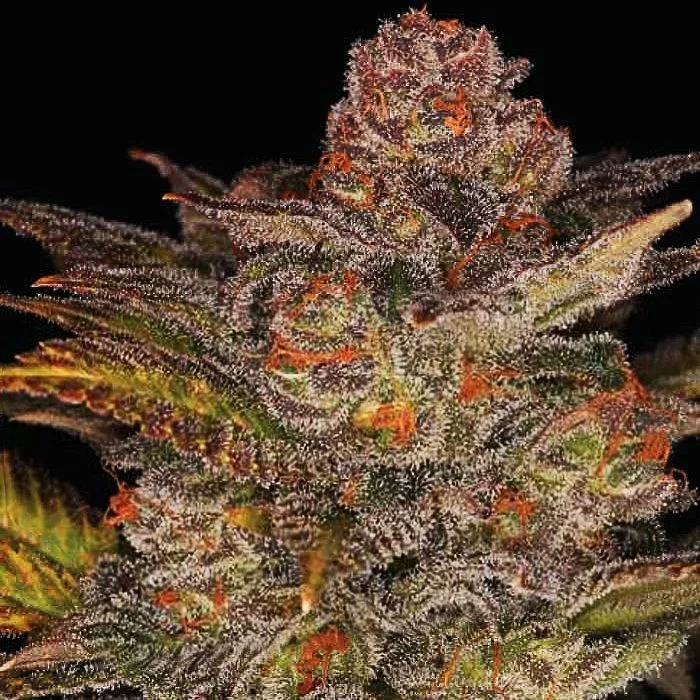 Blueberry Glue van Expert Seeds