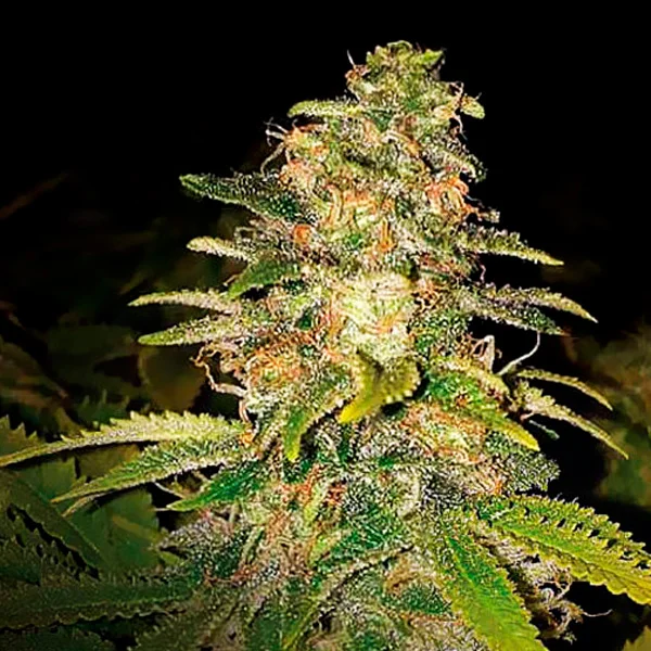 Critical Blue van Expert Seeds