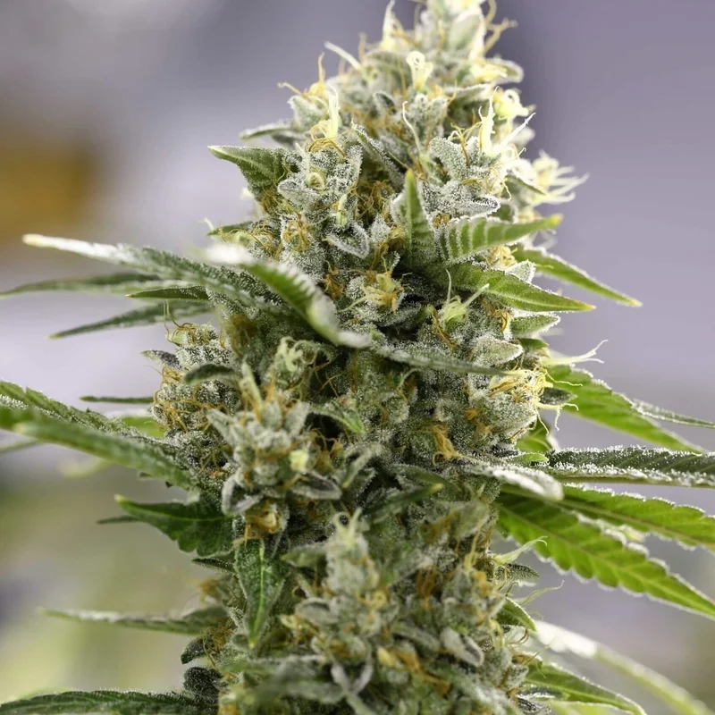 Lemon Haze van Expert Seeds