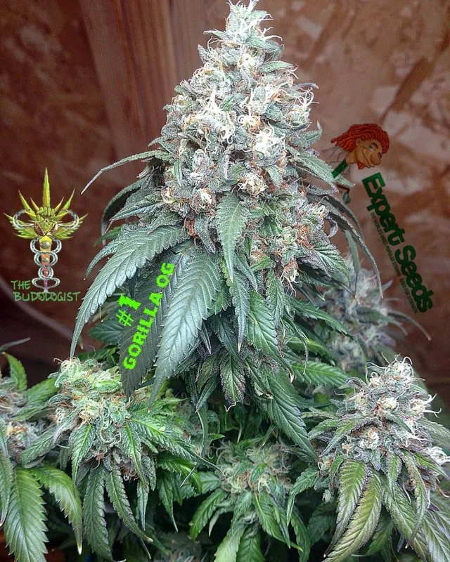 Gorilla SFV OG van Expert Seeds