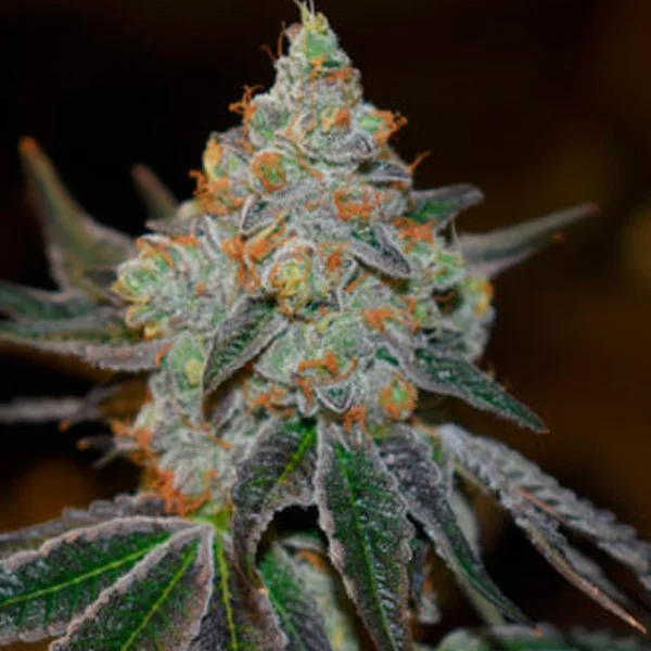 Afghan Skunk van Expert Seeds