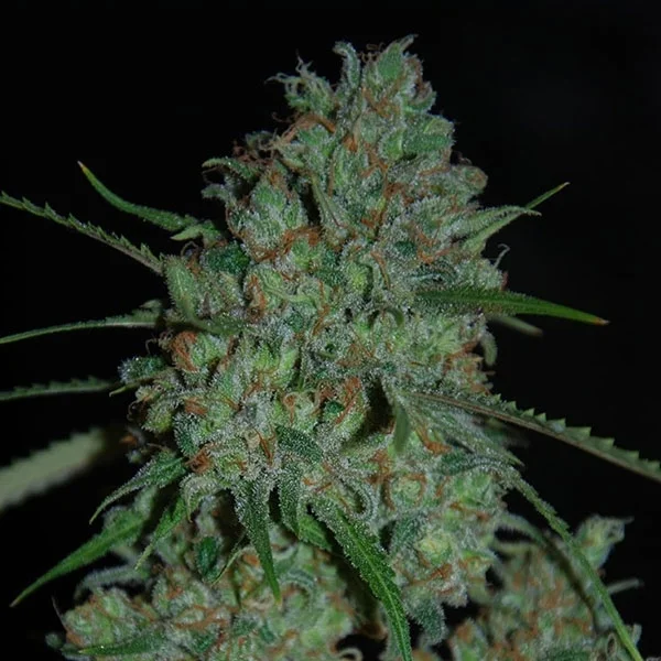 Afghan Skunk van Expert Seeds