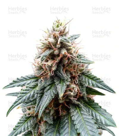 Chemdog Gorilla van Expert Seeds
