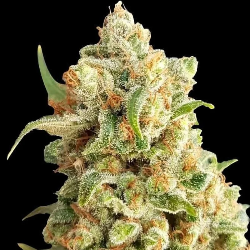 New York Diesel van Expert Seeds