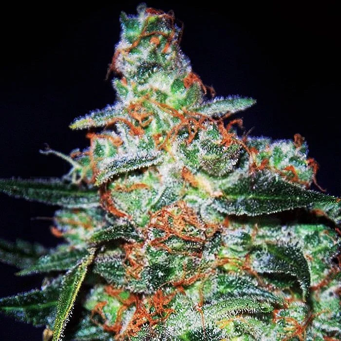 Cheese van Expert Seeds