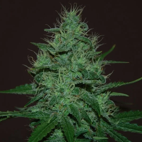 Amnesia Haze van Expert Seeds