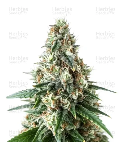 Respect 4 Gorilla van Expert Seeds